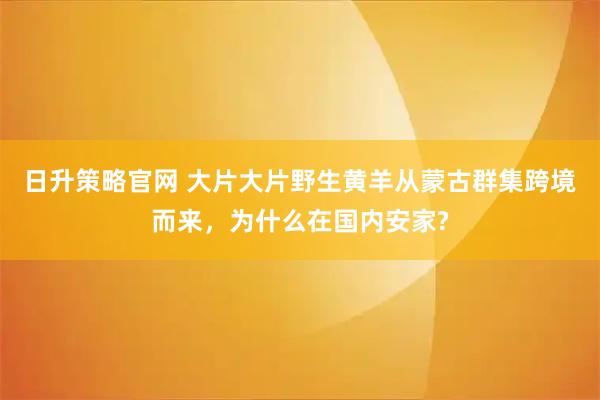 日升策略官网 大片大片野生黄羊从蒙古群集跨境而来，为什么在国内安家?